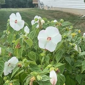 Photo of the plant species Eastern Rosemallow by @YeahWelwitschia named Lola on Greg, the plant care app