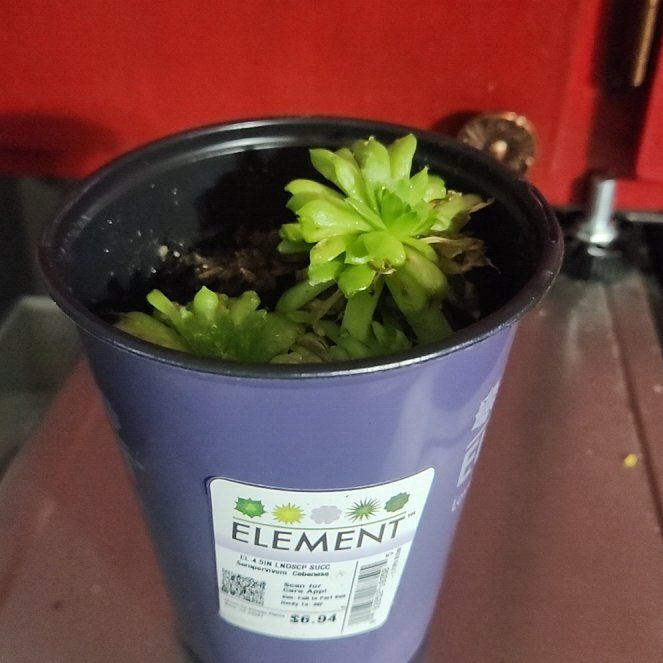 Photo of the plant species Sempervivum 'Cebenese' by @ClearBogbean19 named Tree Diddy on Greg, the plant care app