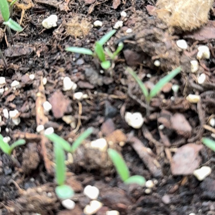 Photo of the plant species Cherry Tomato by @Prettypetals16 named Willow on Greg, the plant care app