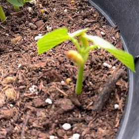 Photo of the plant species Common Bean by @Prettypetals16 named Drake on Greg, the plant care app