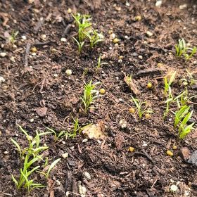 Photo of the plant species Little Finger Carrot by @Prettypetals16 named Dolores on Greg, the plant care app