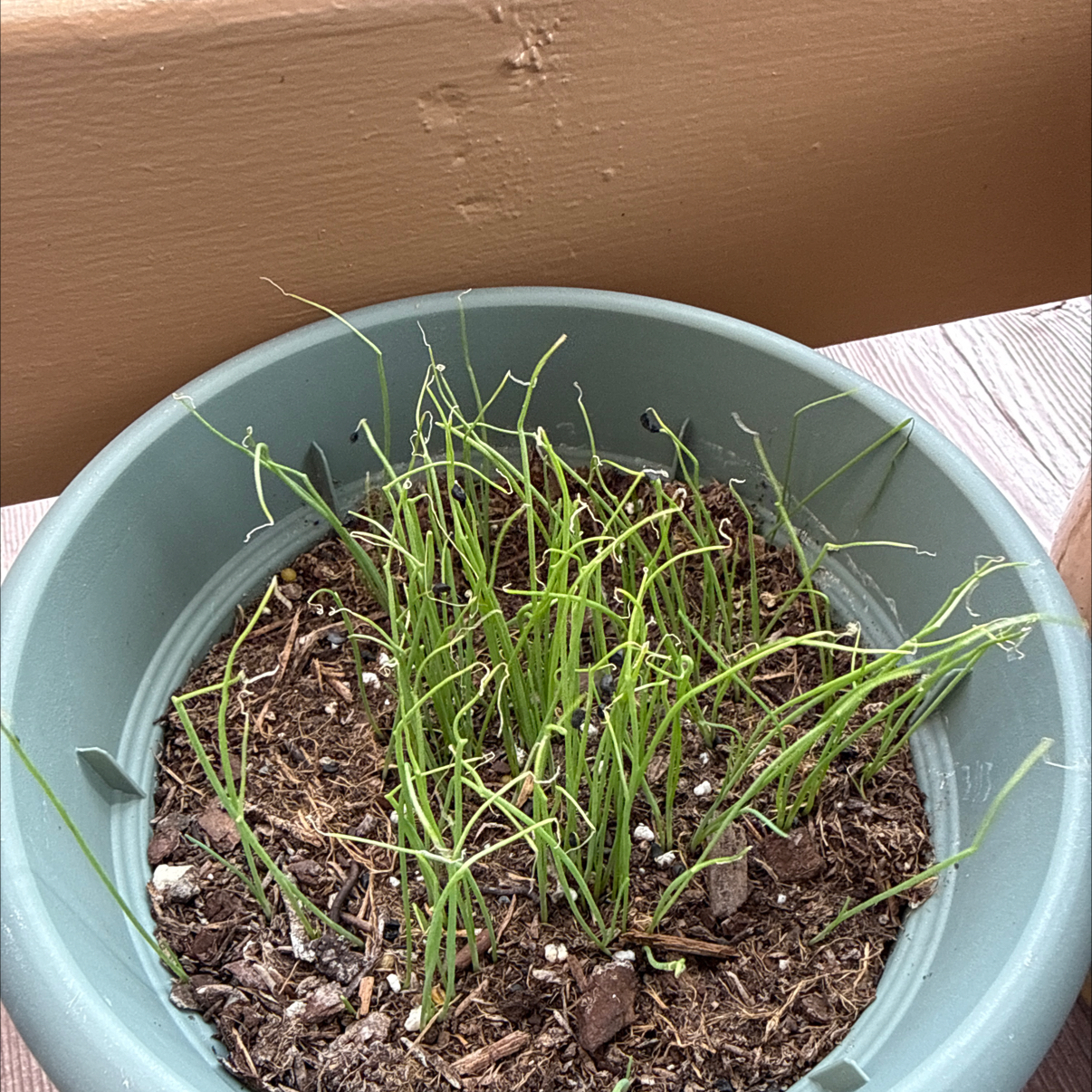 Photo of the plant species Evergreen Bunching Onion by @Prettypetals16 named Diana on Greg, the plant care app
