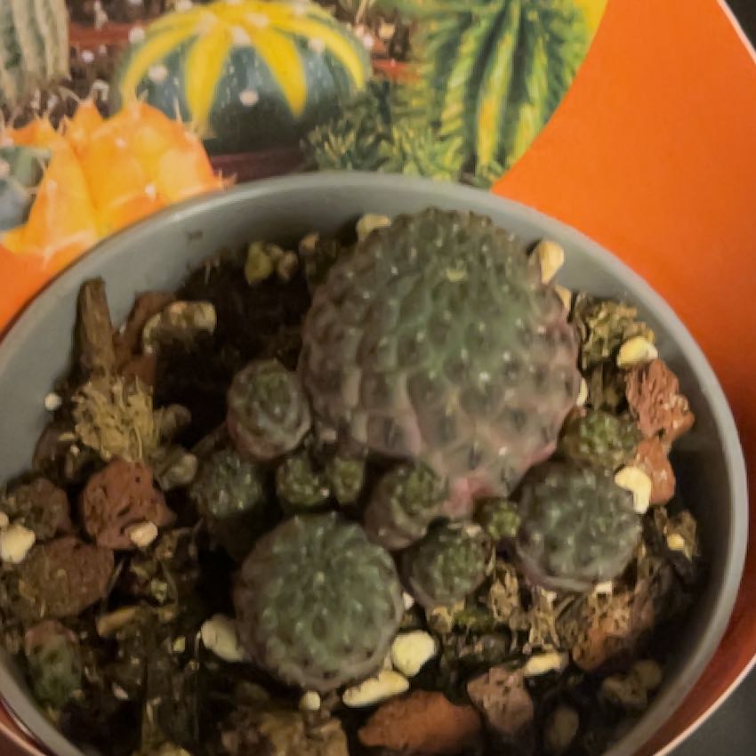 Photo of the plant species Violet Skin Cactus by @TiptopBoxholly named Beyonce on Greg, the plant care app