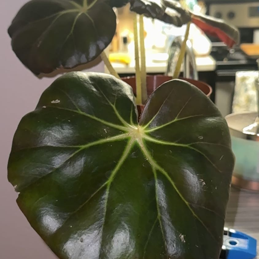 Photo of the plant species Beefsteak Begonia by @HoorayBeech49 named Coco on Greg, the plant care app