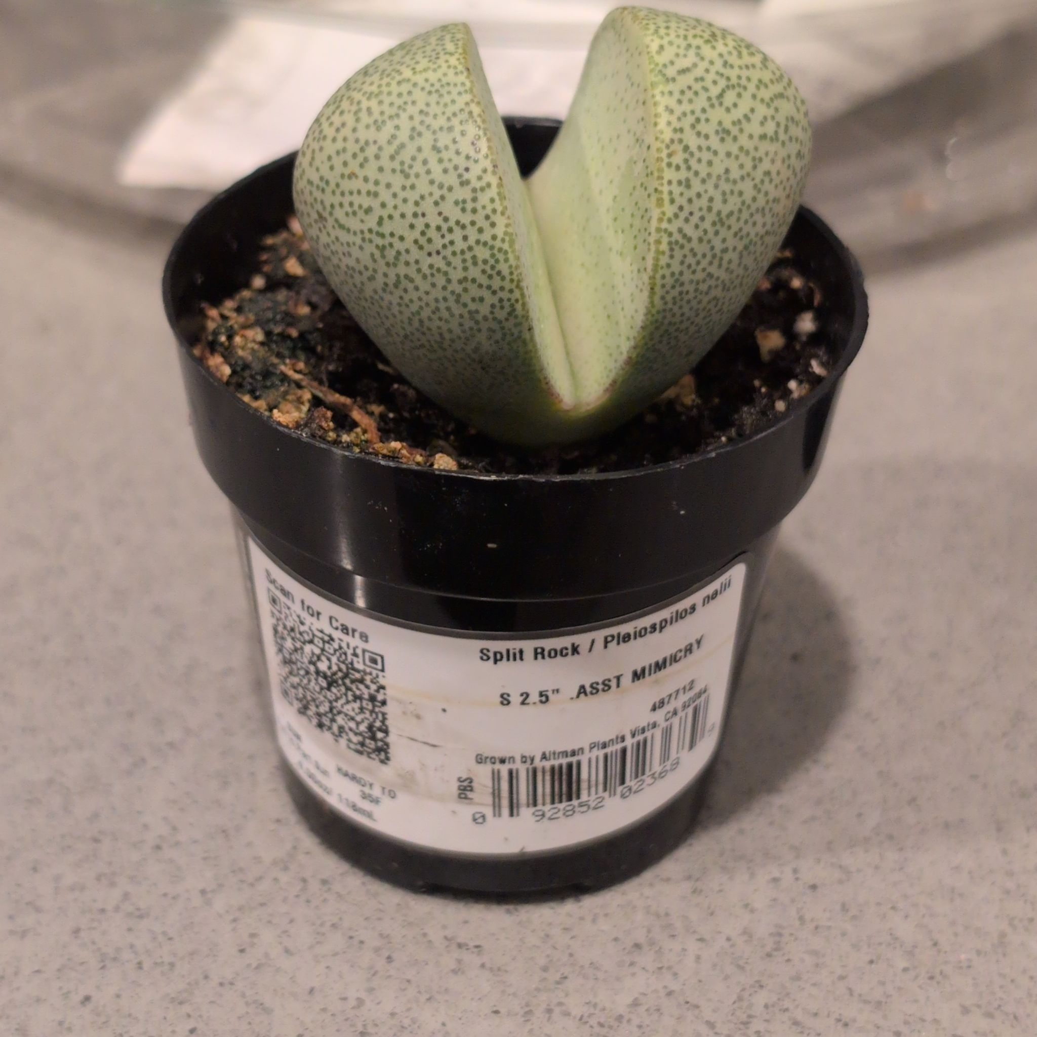 Photo of the plant species Split Rock Succulent by @TutorRose54 named da Vinci on Greg, the plant care app