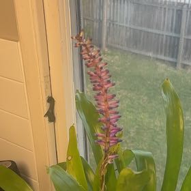 Photo of the plant species Matchstick bromeliad by @SoftheartedPuka named Bonnie on Greg, the plant care app