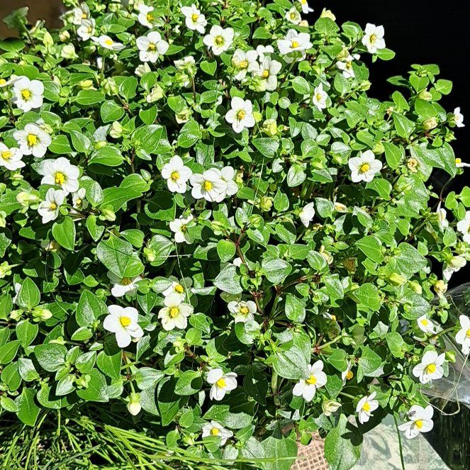 Photo of the plant species Salvia Cistus by @RestfulLilliput named Zion on Greg, the plant care app