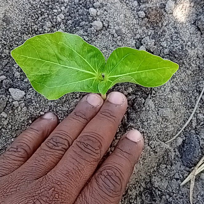 Photo of the plant species Beach Almond by @SturdySedum80 named Leaf Erickson on Greg, the plant care app