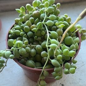 Photo of the plant species String of Tears by @BoldPalqui81 named Marilyn on Greg, the plant care app