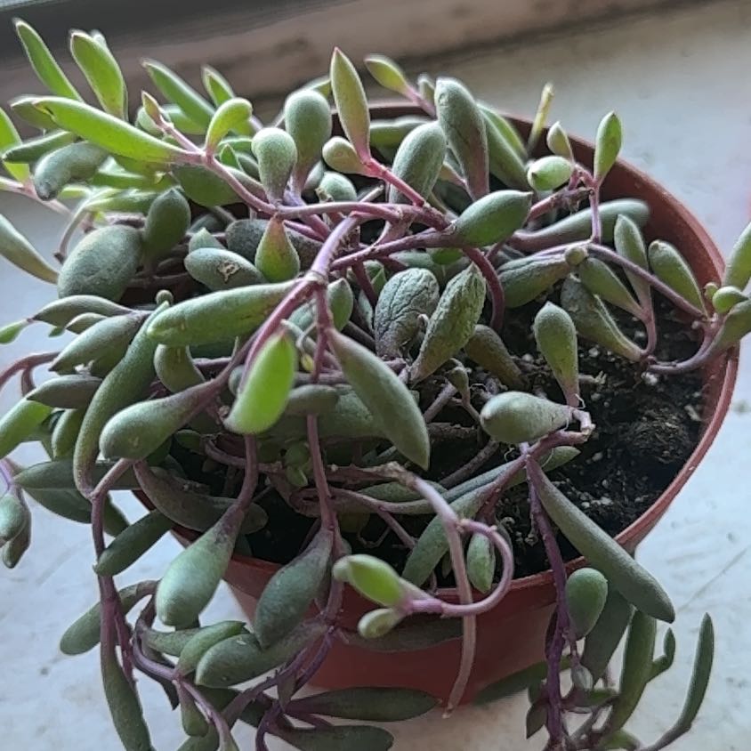 Photo of the plant species ruby necklace by @BoldPalqui81 named Michelle Branch on Greg, the plant care app