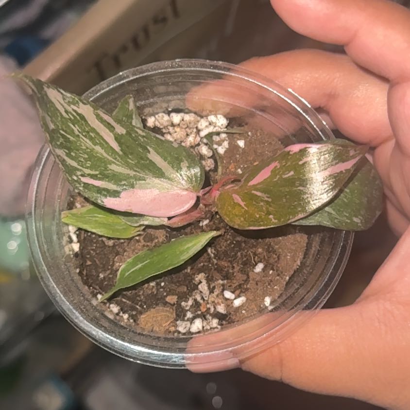 Photo of the plant species Black Cherry Pink Princess by @BoldPalqui81 named Morgan Treeman on Greg, the plant care app