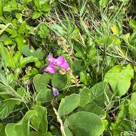 Photo of the plant species Beach Pea by @MotherSunspurge named Anne on Greg, the plant care app