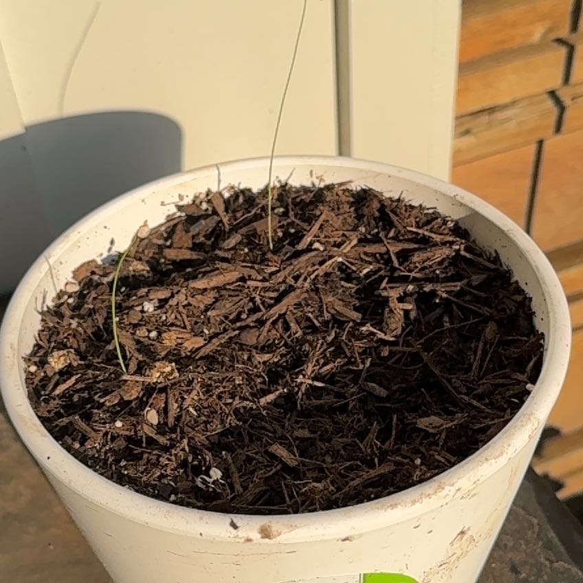 Photo of the plant species Evergreen Bunching Onion by @ZanyBacchus46 named Sigmund on Greg, the plant care app