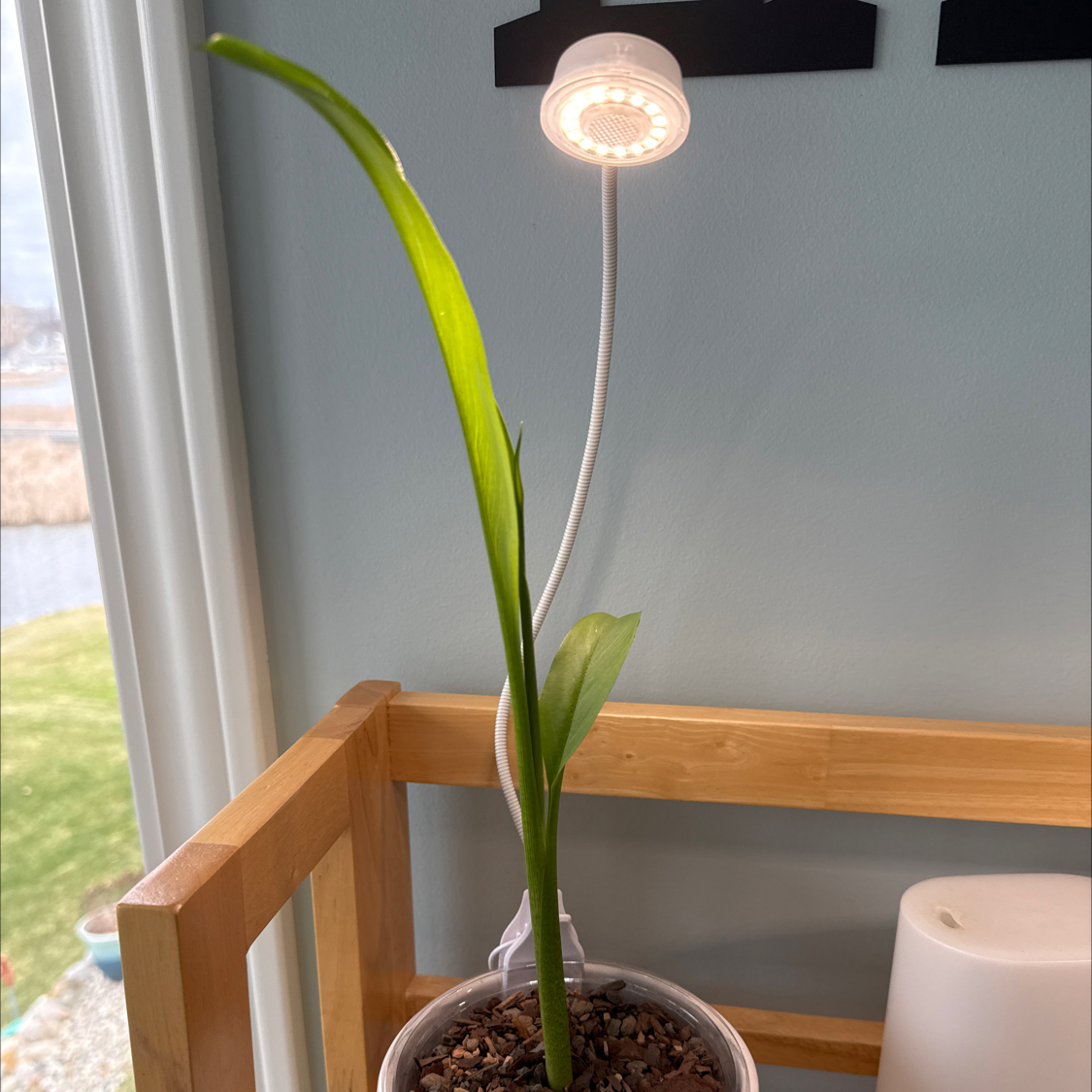 Photo of the plant species Pink Calla Lily by @Rustraven7 named Harmony on Greg, the plant care app