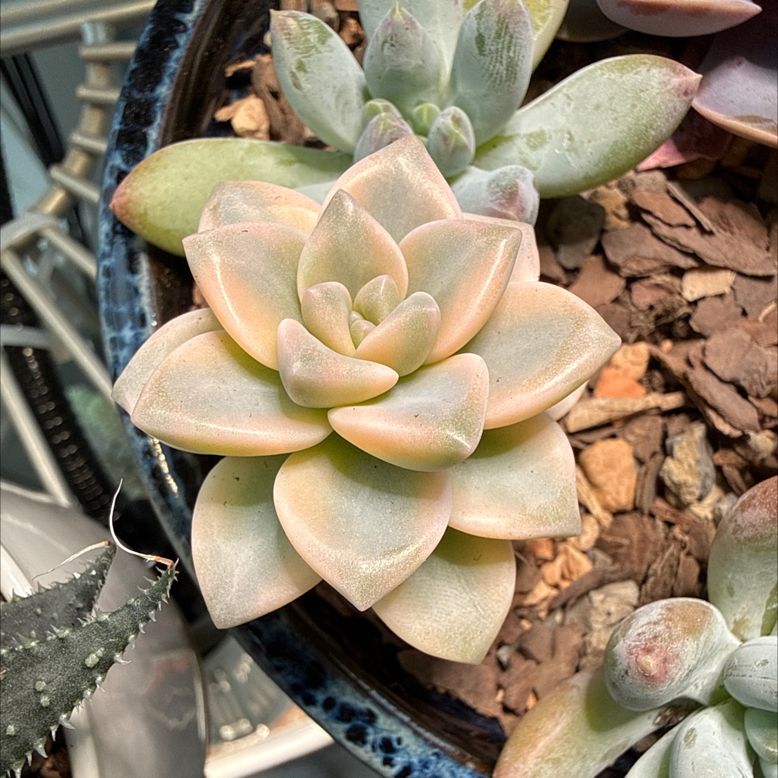 Photo of the plant species Graptopetalum paraguayense 'Jester' by @Rustraven7 named Sproutacus on Greg, the plant care app