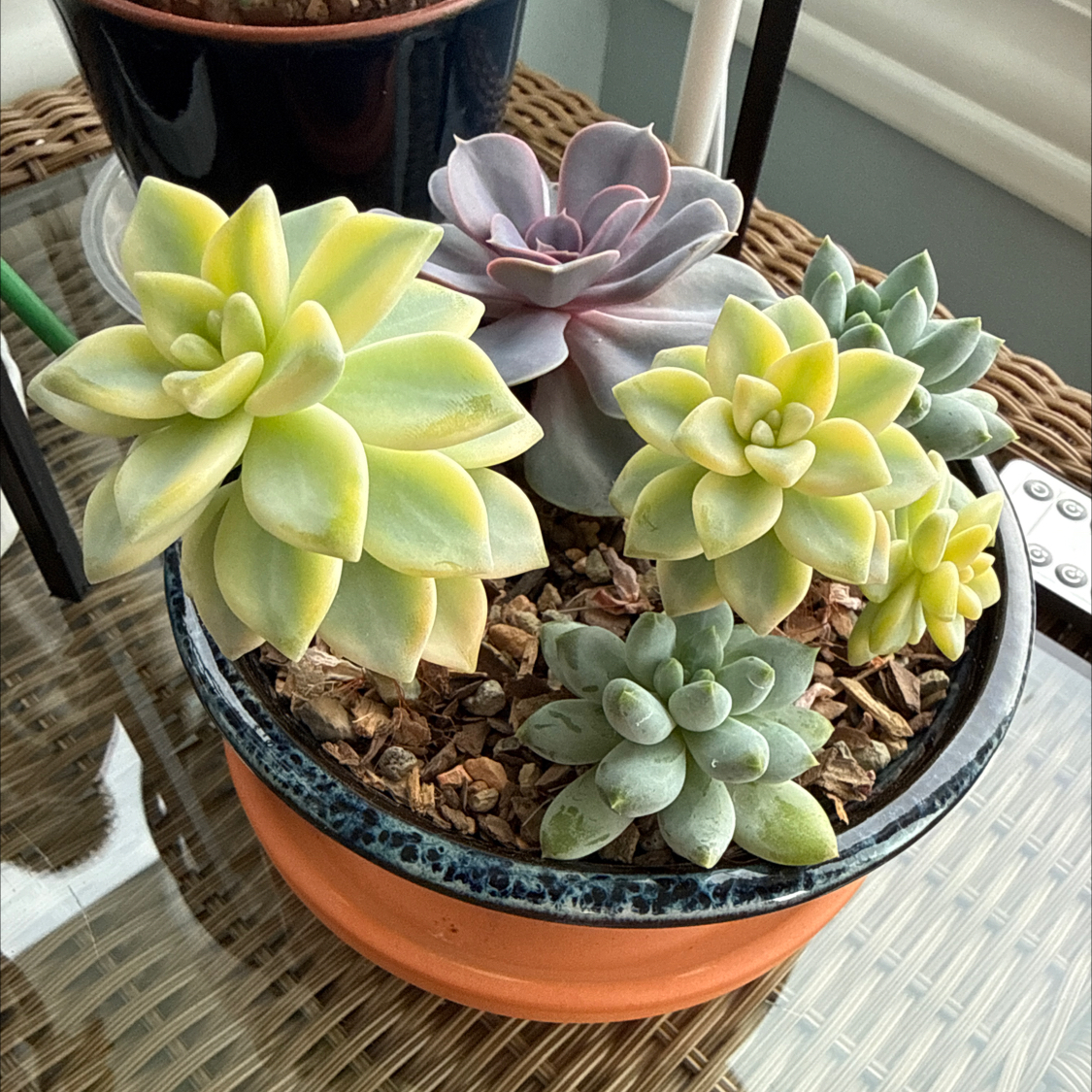 Photo of the plant species Graptopetalum paraguayense 'Jester' by @Rustraven7 named Sproutacus on Greg, the plant care app