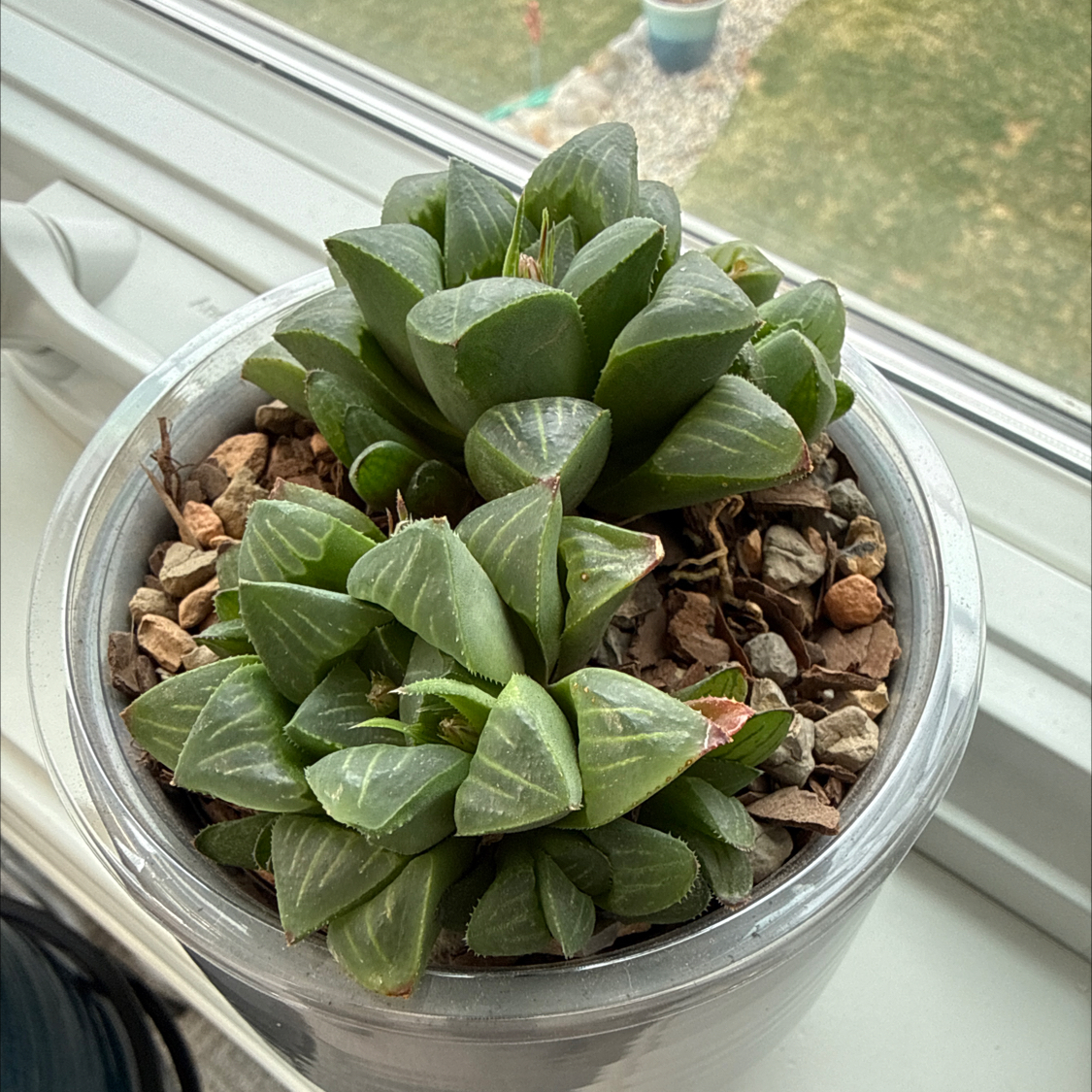 Photo of the plant species Haworthia mirabilis subsp. mundula by @Rustraven7 named Tree Diddy on Greg, the plant care app
