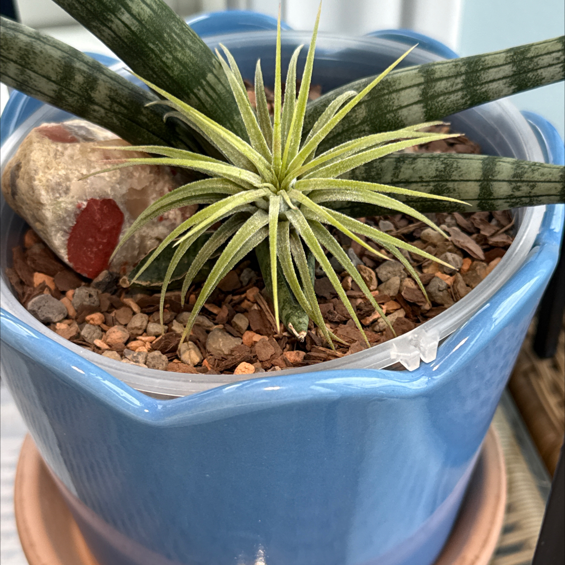 Photo of the plant species Tillandsia ionantha 'Guatemala' by @Rustraven7 named LiloStitch on Greg, the plant care app