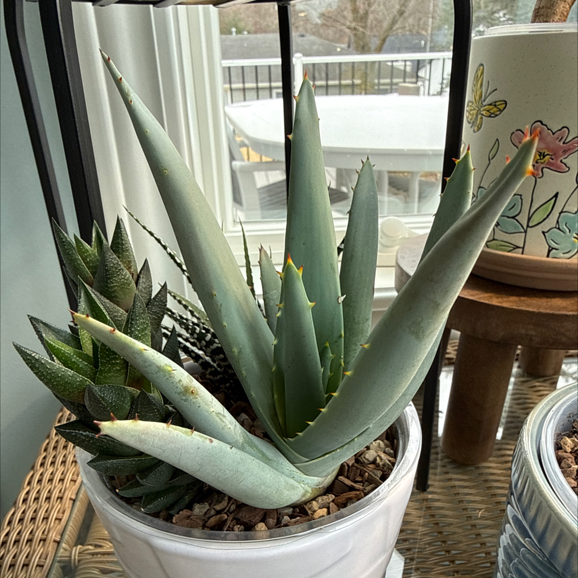 Photo of the plant species Aloe 'Blue Elf' by @Rustraven7 named Walt on Greg, the plant care app