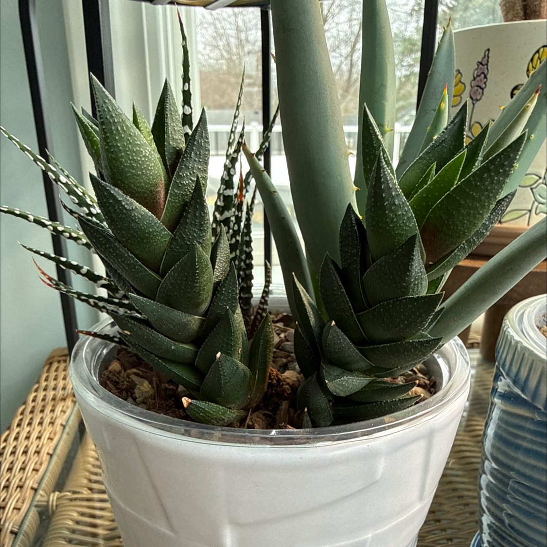 Photo of the plant species Haworthiopsis coarctata by @Rustraven7 named Gates on Greg, the plant care app