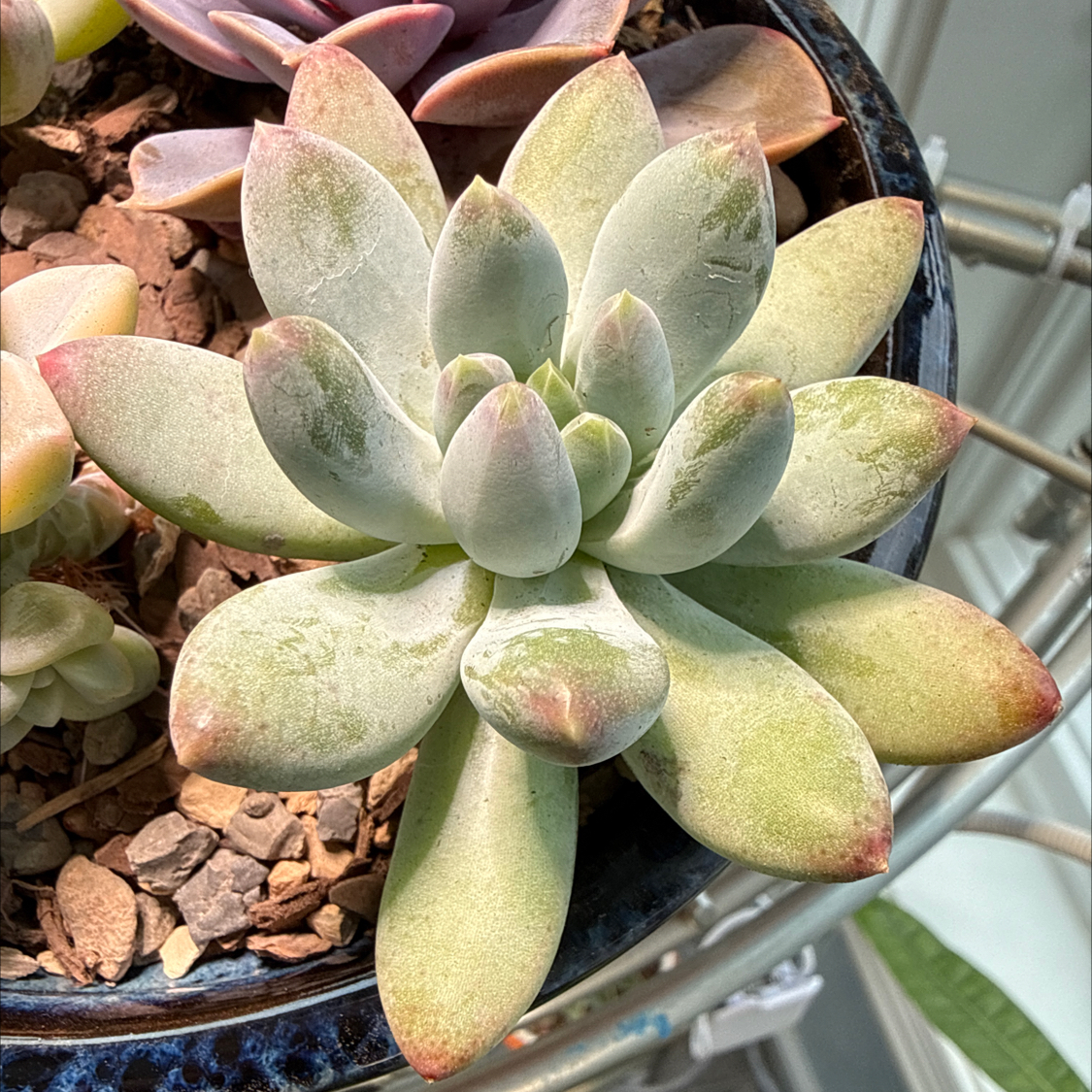 Photo of the plant species Pachyphytum 'Starburst' by @Rustraven7 named Harry on Greg, the plant care app
