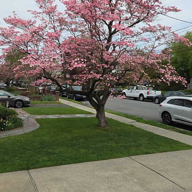 Photo of the plant species Japanese Flowering Cherry by @WillYuzu28 named Treeyoncé on Greg, the plant care app