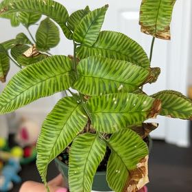 Photo of the plant species Golden Zebra Fern by @IdealCapeivy82 named Einstein on Greg, the plant care app