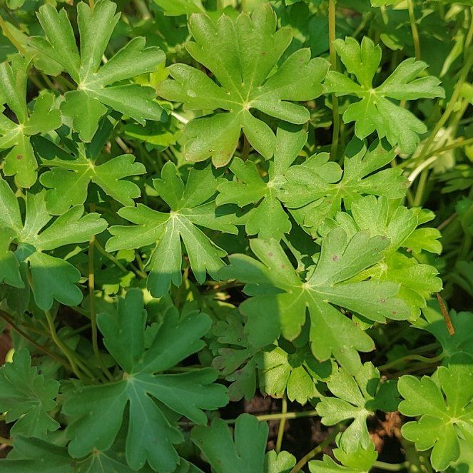 Photo of the plant species Shining Geranium by @FieryTorgrass53 named Eva on Greg, the plant care app