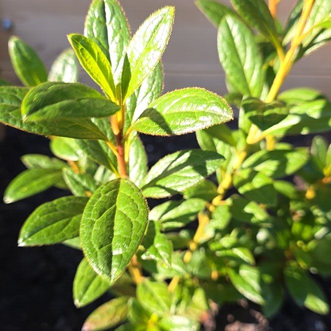 Photo of the plant species Northern Mountain Cranberry by @FieryTorgrass53 named Rihanna on Greg, the plant care app