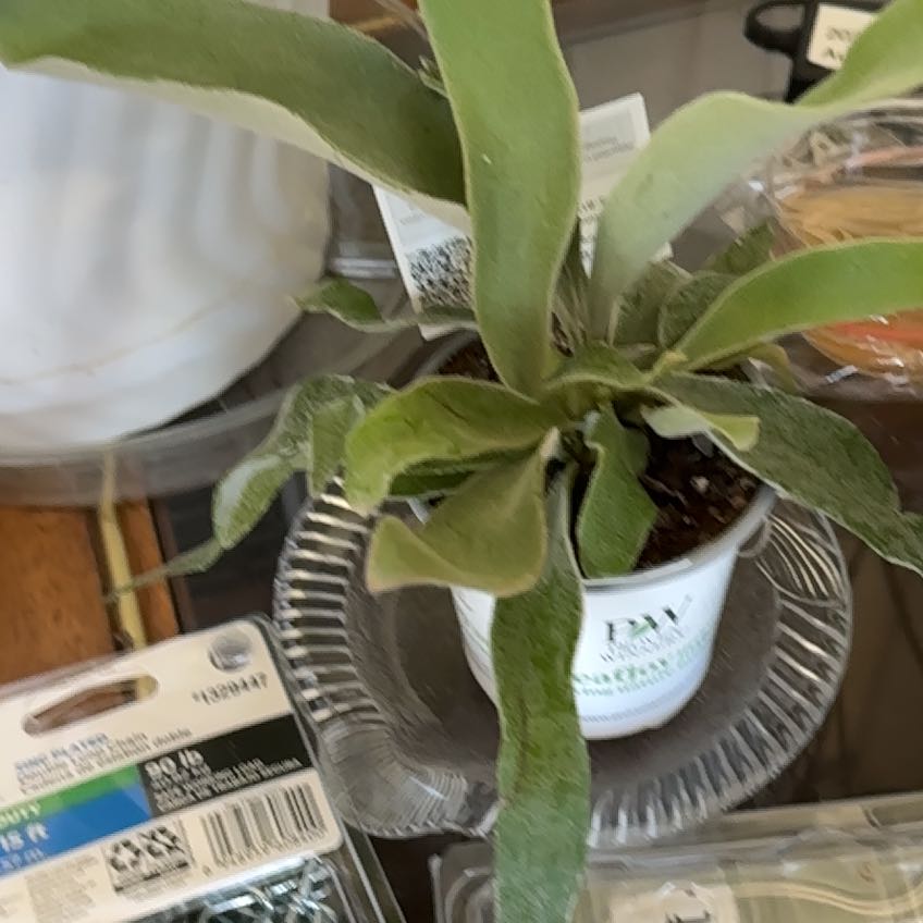 Photo of the plant species Silver Staghorn Fern Plant by @SilkyMelon89 named Darwin on Greg, the plant care app