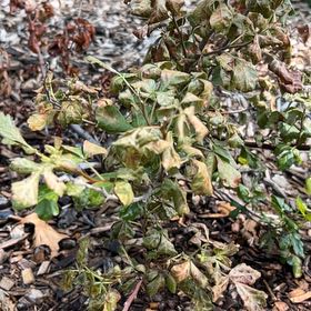 Photo of the plant species Fragrant Sumac by @NourishedChaya named Einstein on Greg, the plant care app