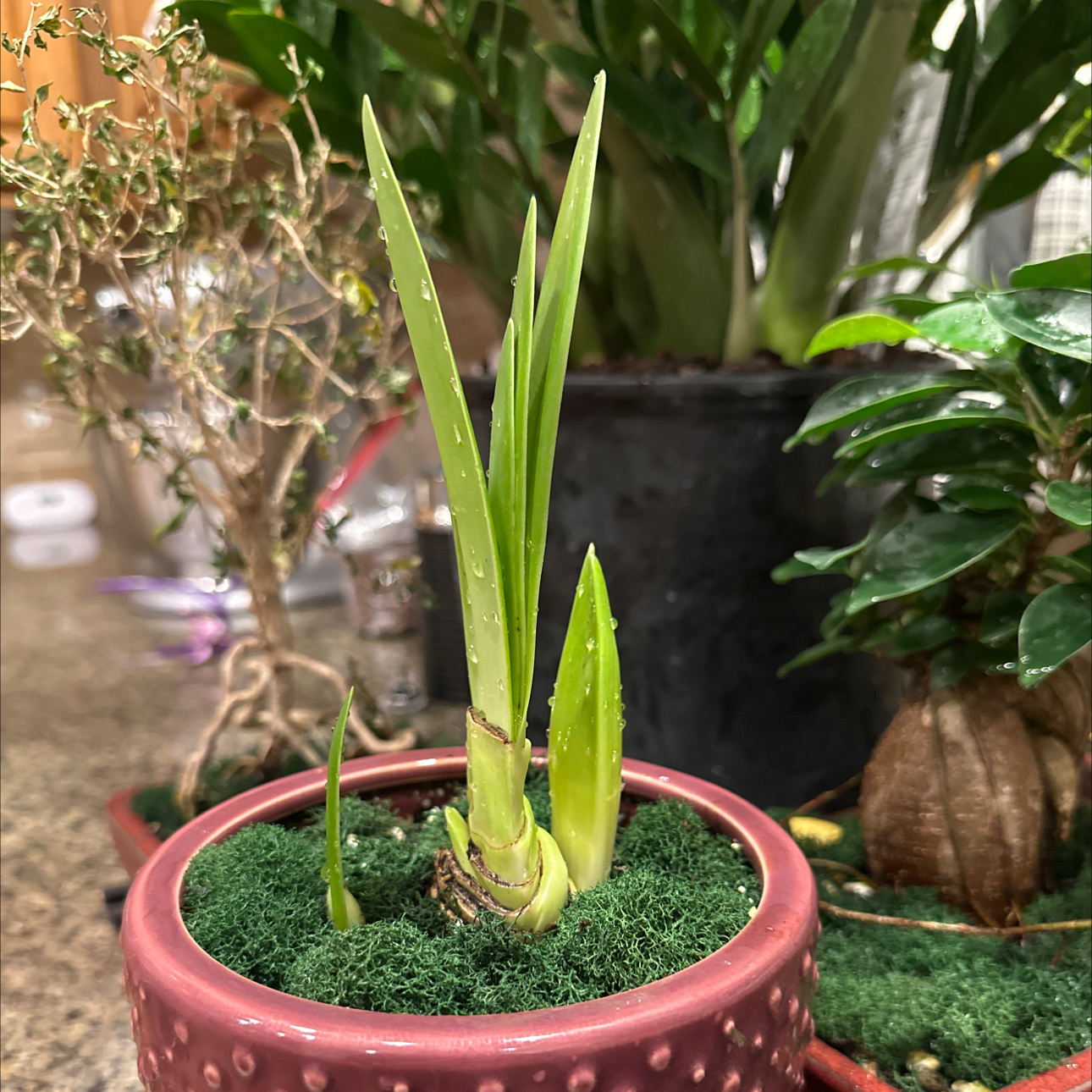Photo of the plant species Amaryllis by @SuaveHardhead28 named Planty on Greg, the plant care app