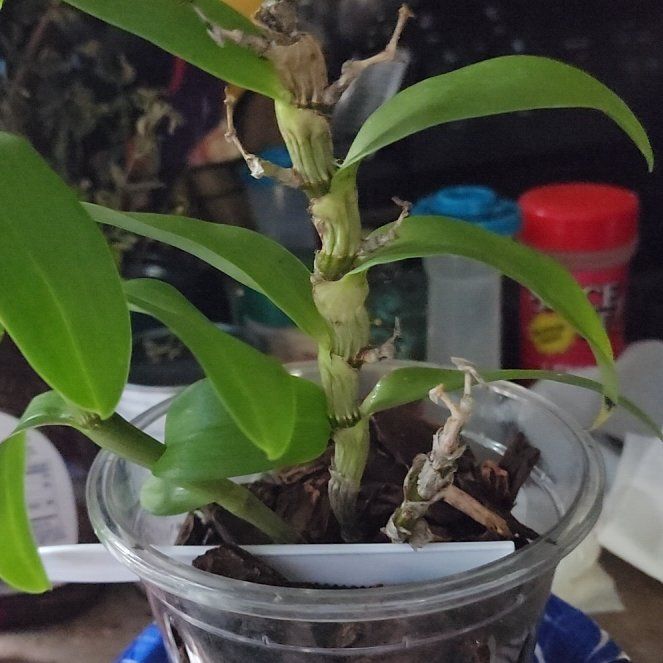 Photo of the plant species Dendrobium Love Memory Fizz by @GenerousKaraka named Lola on Greg, the plant care app