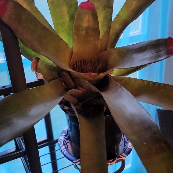 Photo of the plant species Bromeliad neoregelia by @GenerousKaraka named Nora on Greg, the plant care app