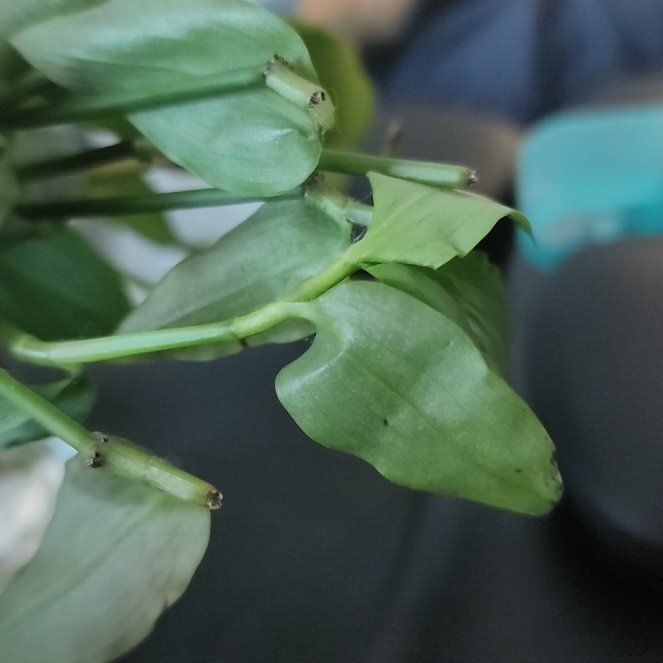 Photo of the plant species Tradescantia by @GenerousKaraka named Candyce/cutting from Fran PHA on Greg, the plant care app