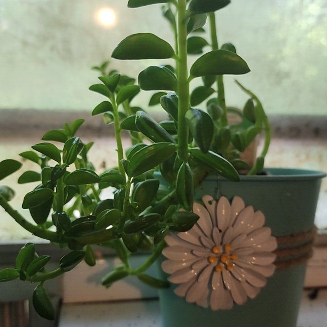 Photo of the plant species Peperomia axillaris by @GenerousKaraka named Notcho Taco on Greg, the plant care app