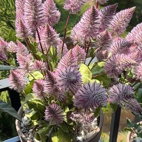 Photo of the plant species Pink Mulla Mulla by @ZingyGarlic40 named Anne on Greg, the plant care app