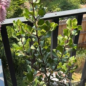 Photo of the plant species Lemonade Sumac by @ZingyGarlic40 named Mochi on Greg, the plant care app