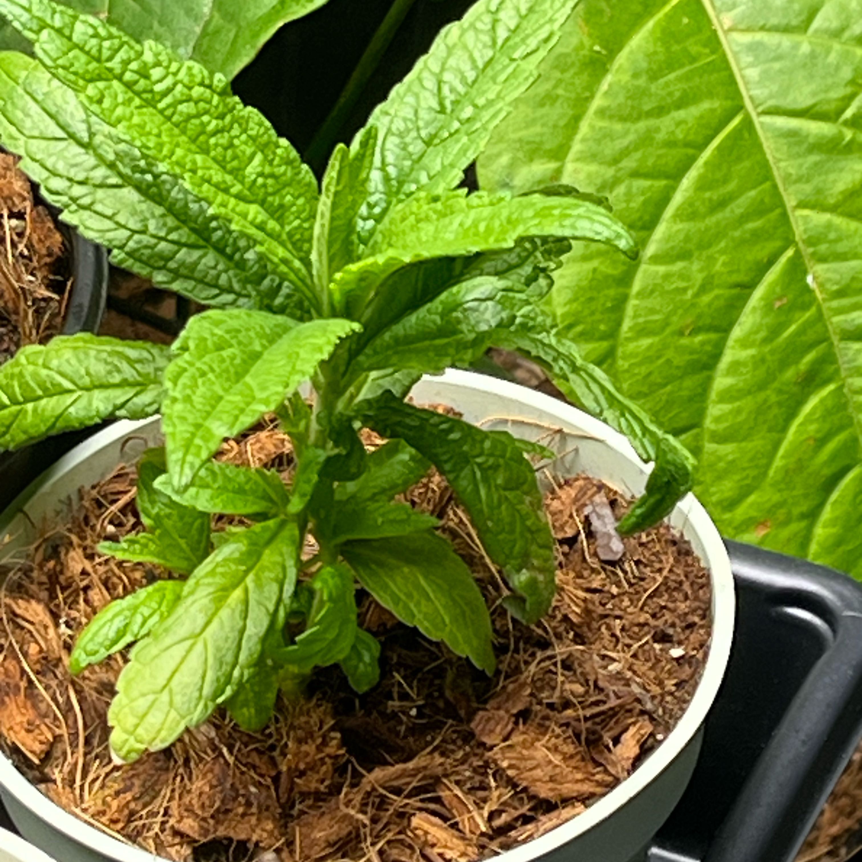 Photo of the plant species Lion's Ear by @PropheticBeech named Navajo on Greg, the plant care app