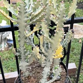 Photo of the plant species White Ghost Cactus by @SincereAjwain28 named Harper on Greg, the plant care app