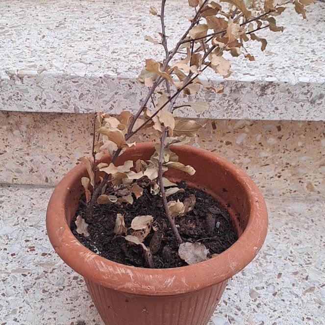 Photo of the plant species Holm Oak by @LadylikeZelkova named Sproutacus on Greg, the plant care app