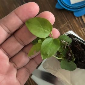 Photo of the plant species Bluejay Blueberry by @FancyAchiote26 named Bigleef Smalls on Greg, the plant care app