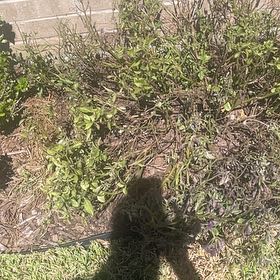 Photo of the plant species Purple Spurflower by @ChicOrpine10 named Elina on Greg, the plant care app