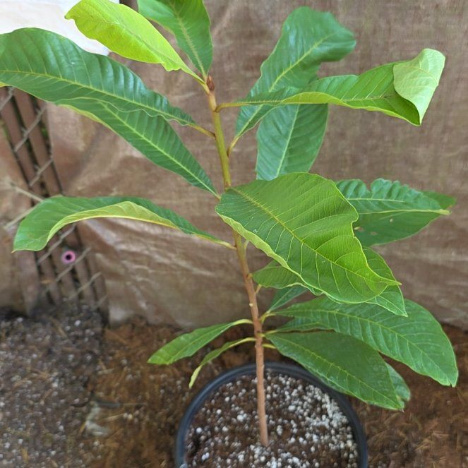 Photo of the plant species mamey sapote by @BlissfulBonsi2 named Girlfrond on Greg, the plant care app