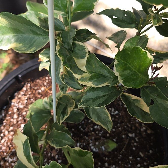 Photo of the plant species Variegated Pink Lemon by @BlissfulBonsi2 named Mollie on Greg, the plant care app