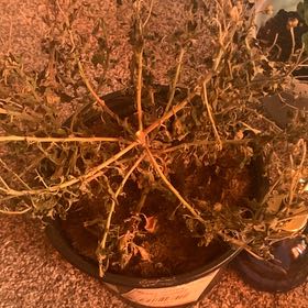 Photo of the plant species Garden Mum 'Orange' by @BigheartedYuzu named Planty on Greg, the plant care app
