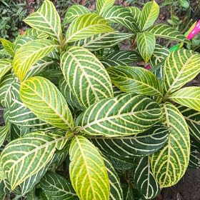 Photo of the plant species Bankesia by @BabyFanmoss90 named Rainier on Greg, the plant care app