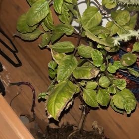 Photo of the plant species Sage of the Diviners by @AdeptLithop26 named Muhammad Ali on Greg, the plant care app