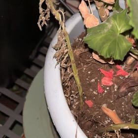 Photo of the plant species Geranium 'Mojo Salmon' by @AdeptLithop26 named Marley on Greg, the plant care app