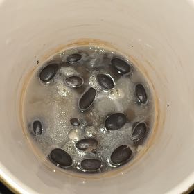 Photo of the plant species Sacred Lotus by @AdeptLithop26 named LiloStitch on Greg, the plant care app